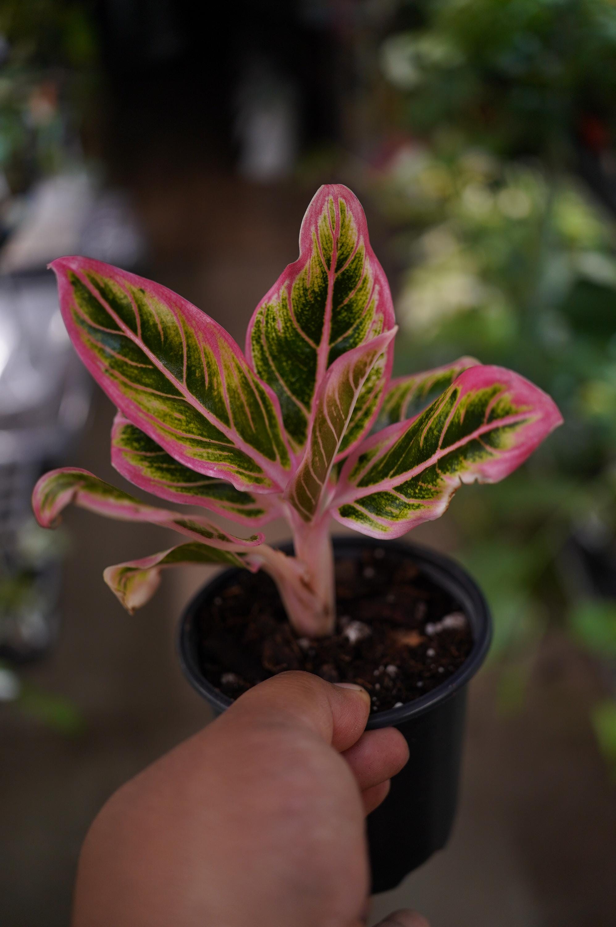Lotus Delight Aglaonema - Etsy