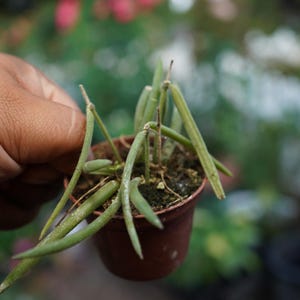 hoya linearis wax flower plant 2.5&quot; live pot US Seller