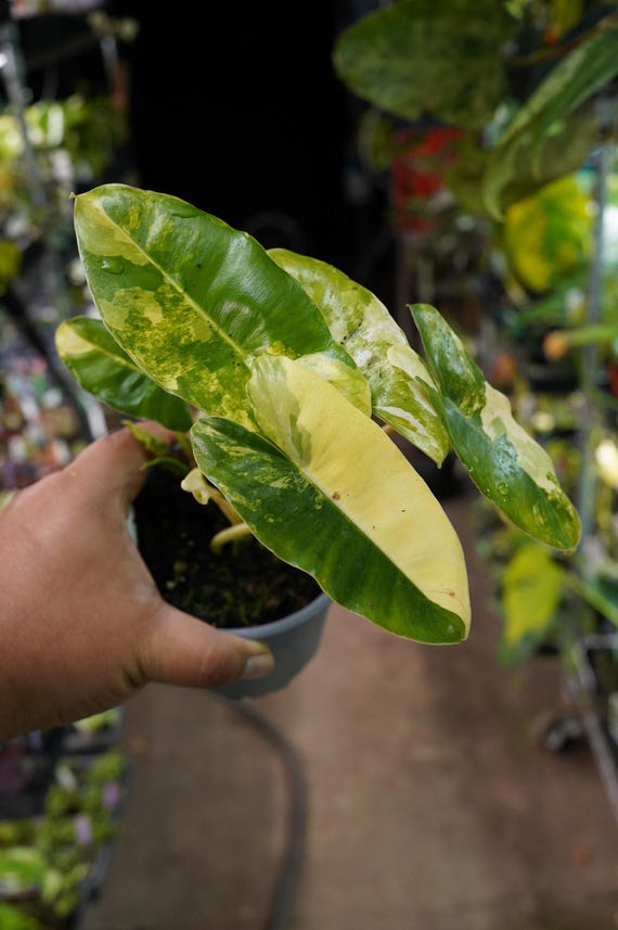 Philodendron Burle Marx Variegated in 4" Live Plant Pot US Seller - Etsy