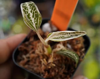 その他観葉植物 ADA Anoectochilus roxburghii Variegata Anoectochilus cf. roxburghii 'Variegata' | Plants Factory The GAKI