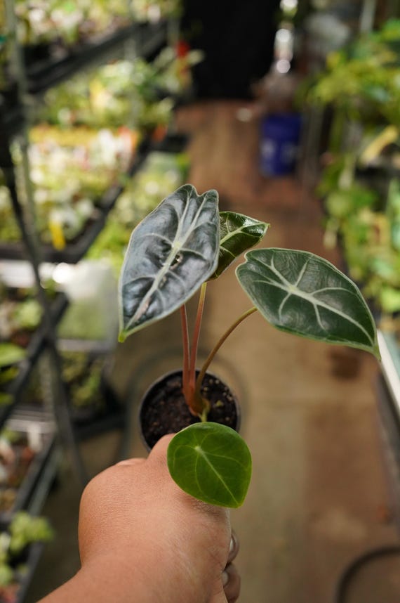 10株 Alocasia Watsoniana Red Vein Alocasia watsoniana 'Red Vein