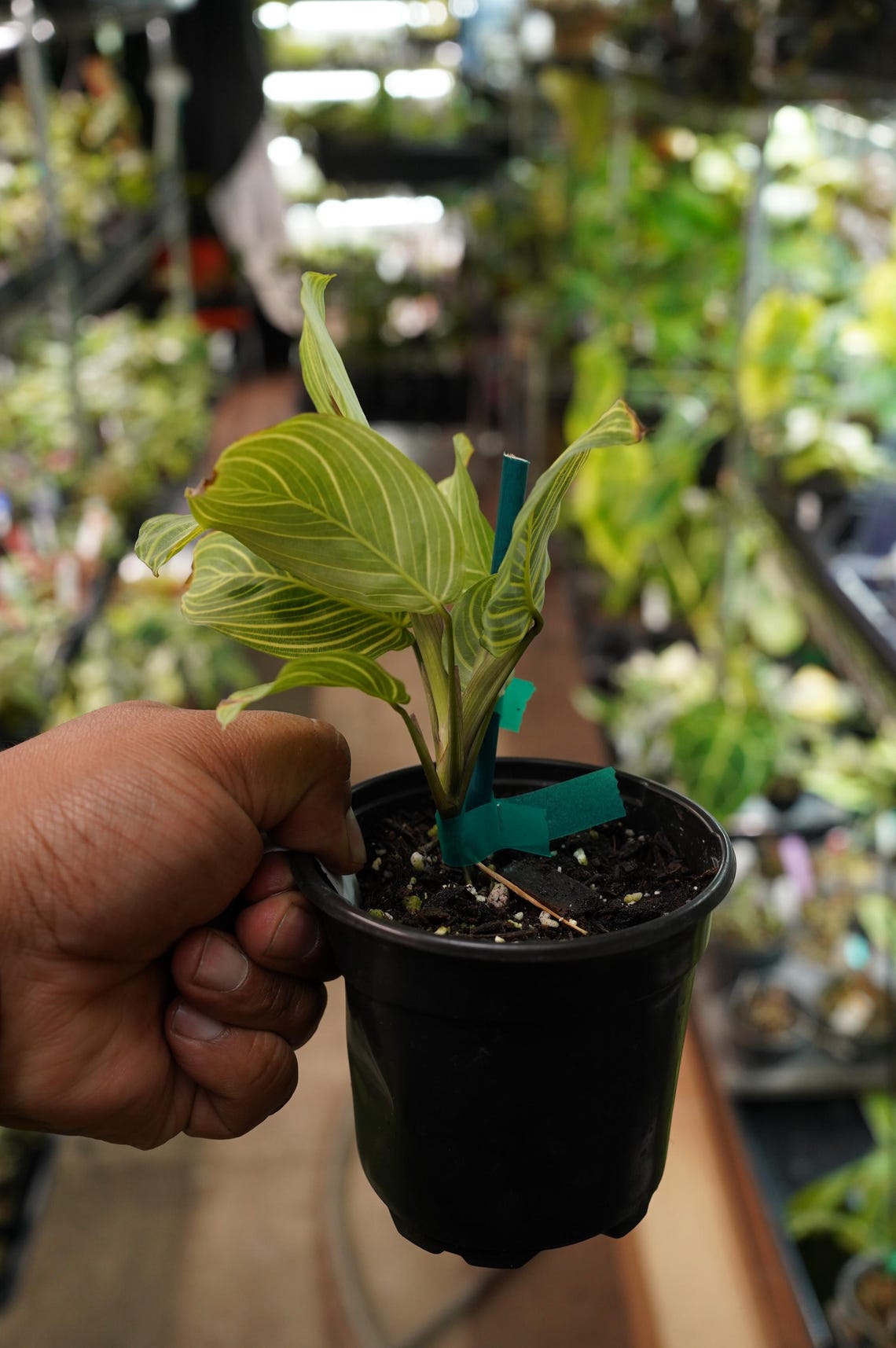 Maranta Light Veins Fantasy Gold Lines Prayer Plant 4