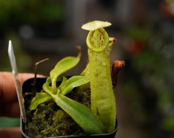 Viking X Ampullaria Black Miracle 2” Pot (ALL STARTER PLANTS