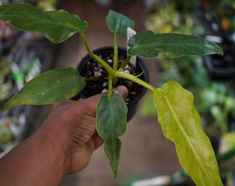 philodendron long narrow leaves Philodendron Narrow | 8