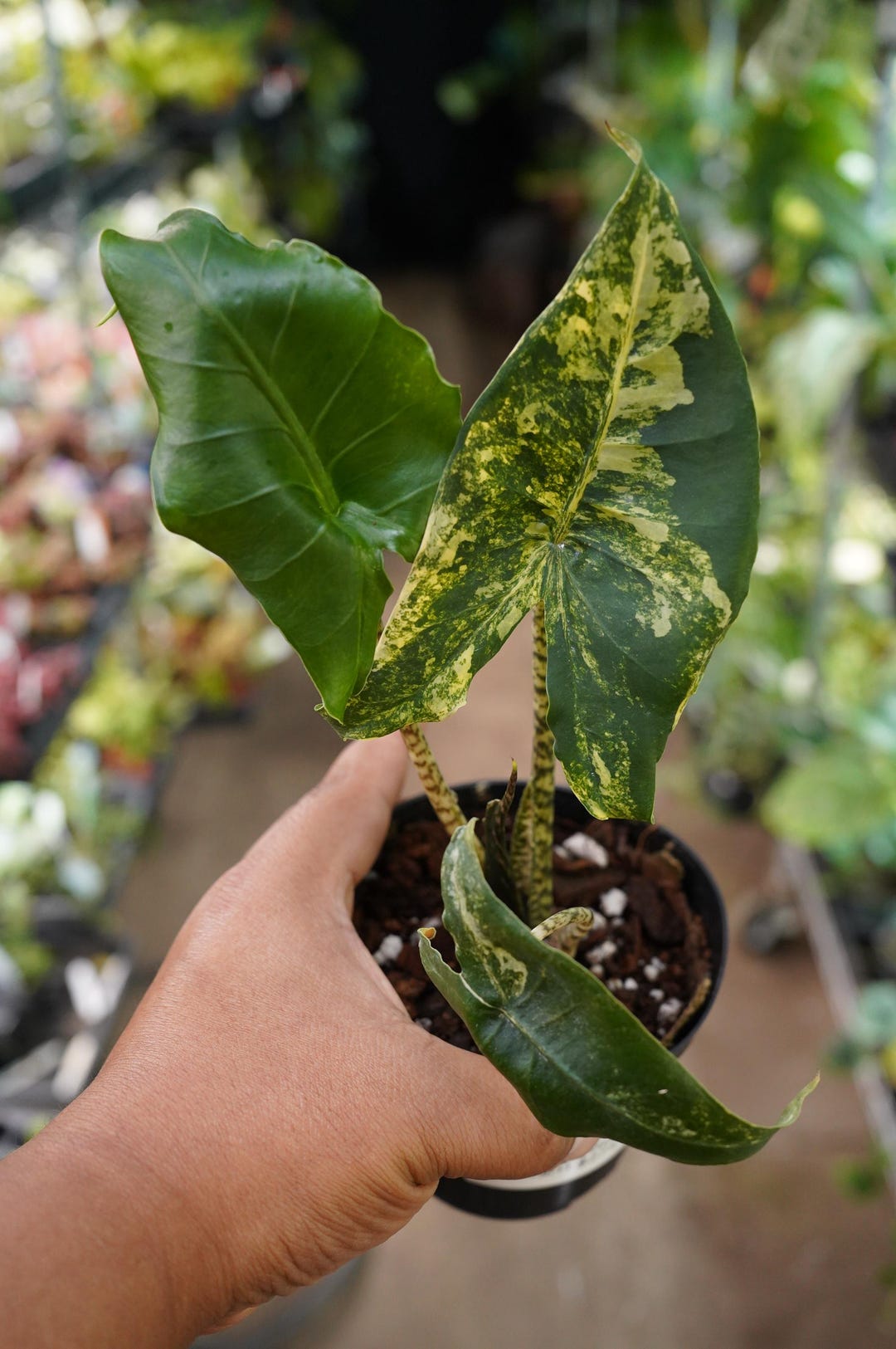 Alocasia Zebrina Variegated Aurea 4" Pot Live Plant US Seller - Etsy