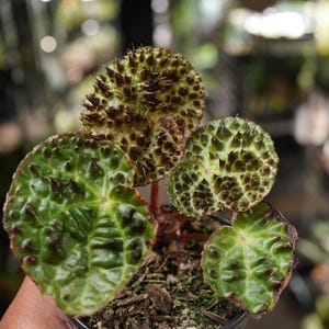 Begonia ferox Fierce 4" rare terrarium plant rex rhizome live plant pot US Seller