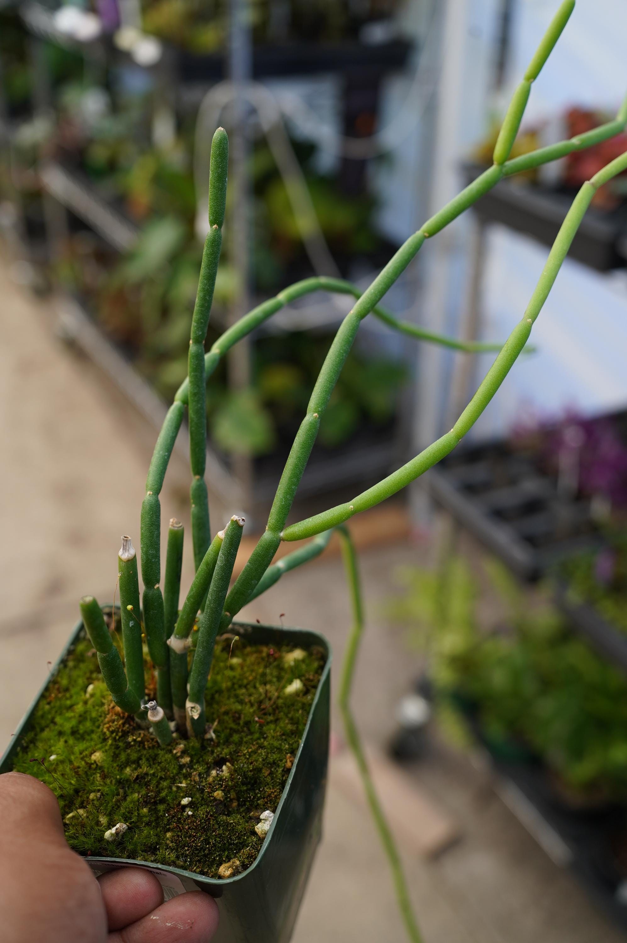 Caustic Vine Plant Cynanchum Viminale 4'' Rare Cacti Succulent