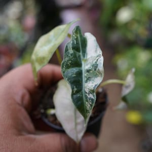 pflege alocasia zebrina Elefantenohr Zebrina kaufen | Alocasia 'Zebrina'