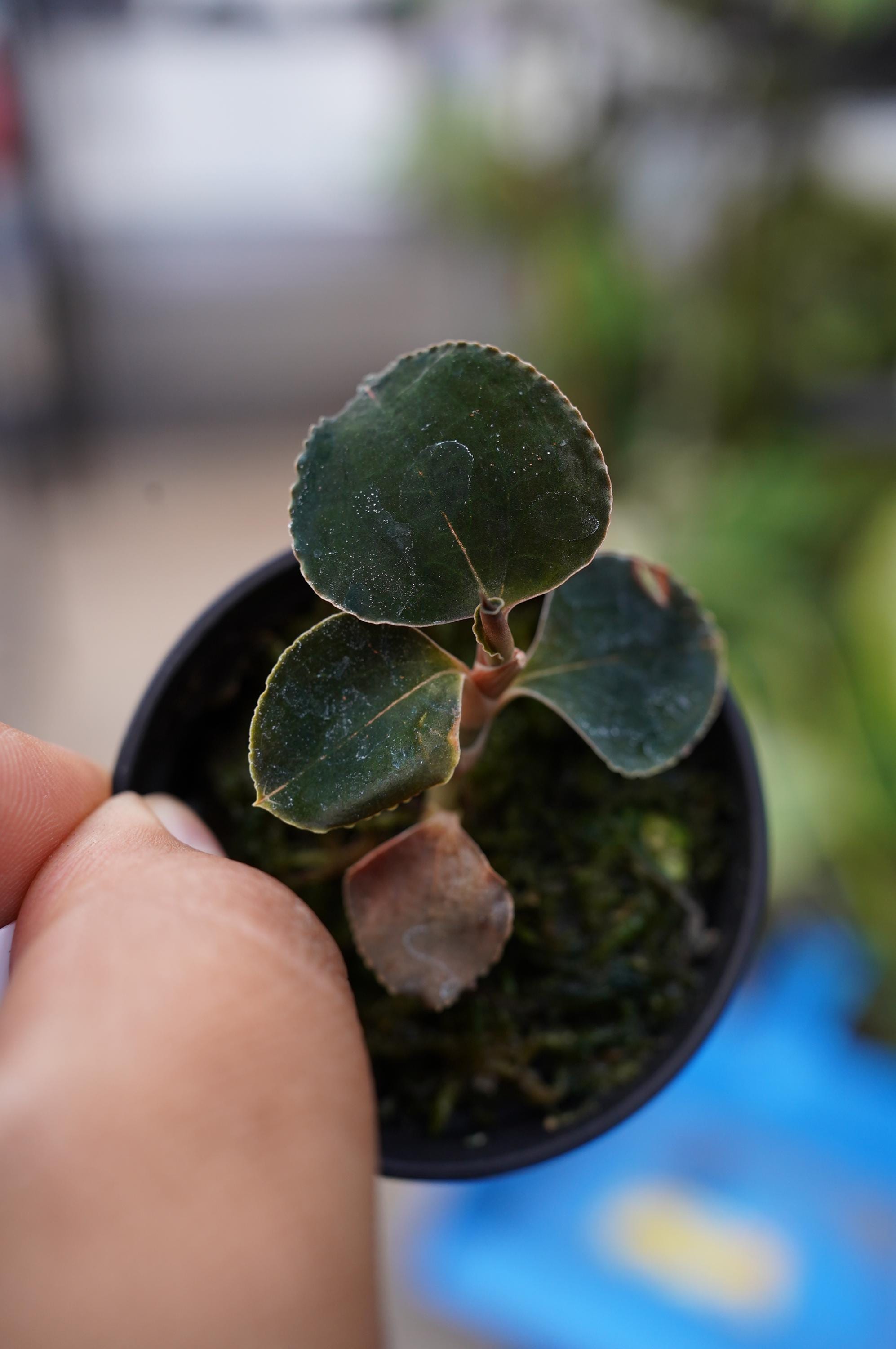 Ludisia Discolor 'black Swan' Jewel Orchid Possibly Anoectochilus