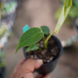 May include: A small potted plant with vibrant green leaves. The plant is in a black plastic pot and held by a hand. The leaves have a smooth texture and a pointed shape. The background is blurred, suggesting an indoor setting.
