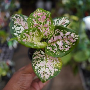 Aglaonema Anyamanee - Etsy