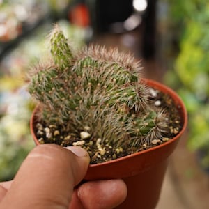 May include: A small cactus plant in a brown plastic pot. The cactus has green stems with brown and white spines. The pot is held by a person's hand, with a blurred background of other plants.