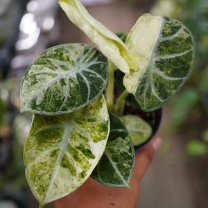 Alocasia Ninja Tricolor Variegated in 4" pot