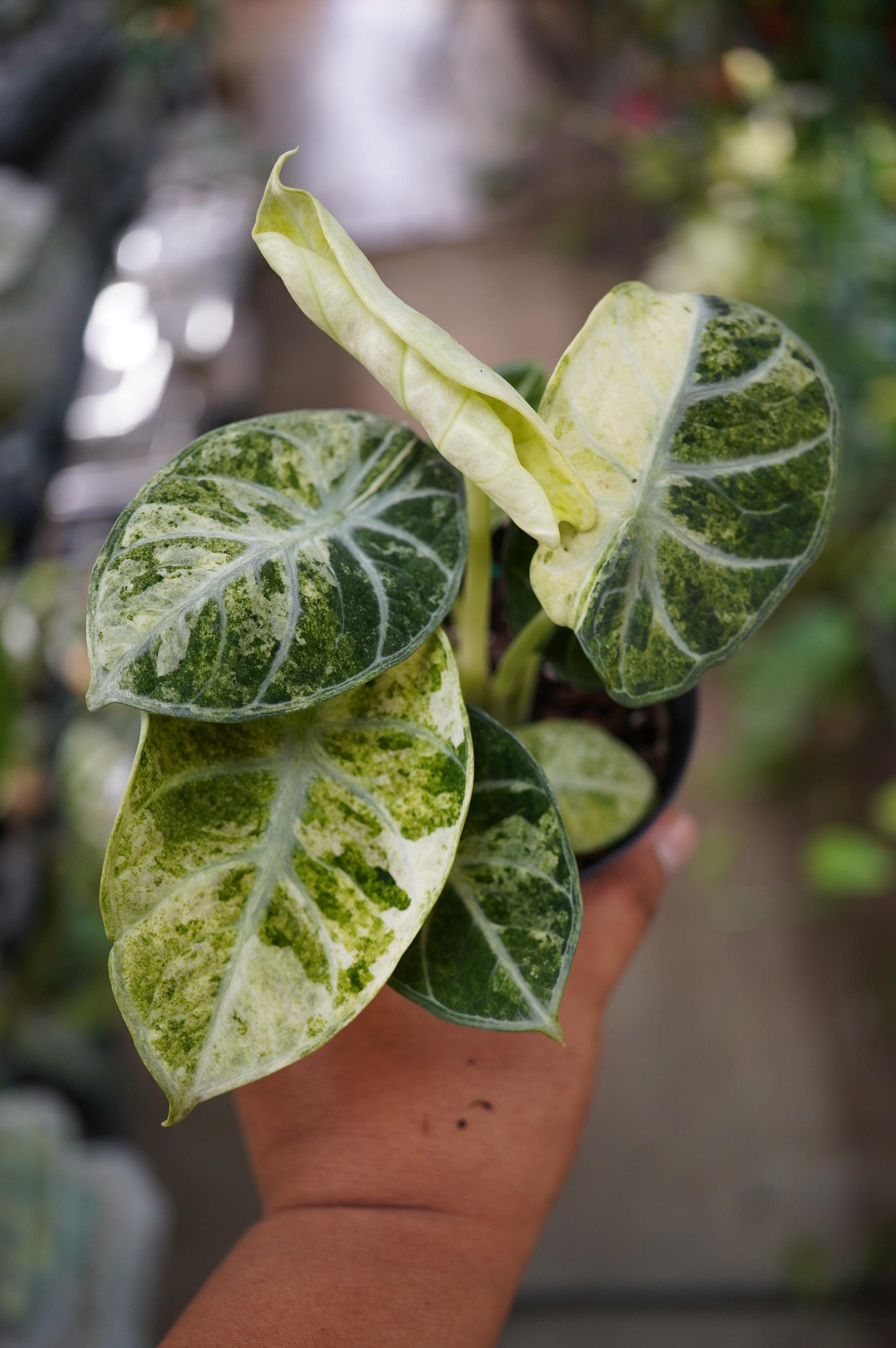 Alocasia Black Velvet Ninja Tricolor - Etsy