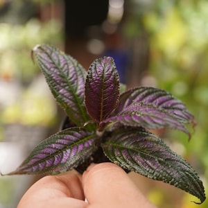 May include: Close-up of a Persian Shield plant. The plant features dark green leaves with vibrant purple veins and edges. The leaves have a textured appearance. The plant is in a small black pot, with a blurred background.