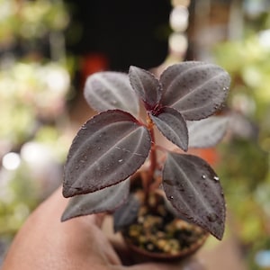 May include: A small plant with dark purple, textured, oval-shaped leaves and reddish stems. The plant is potted in a small container filled with soil, featuring visible veins on the leaf surfaces and a slightly fuzzy, matte appearance.