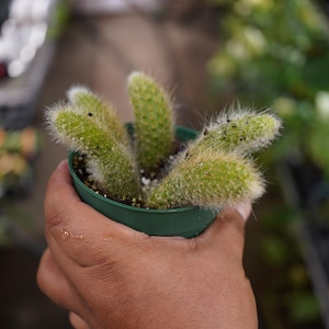 May include: A small green plastic pot containing a cactus with multiple elongated, cylindrical stems. The cactus stems are light green, covered in fine, pale, hair-like spines, and feature small droplets of water scattered across their surfaces.