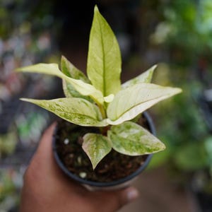 anthurium Renaissance Variegated - Etsy