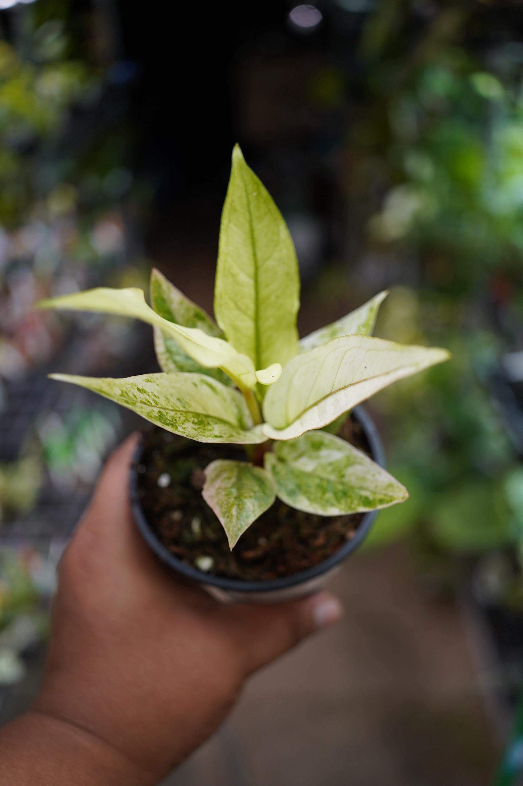 anthurium Renaissance Variegated - Etsy