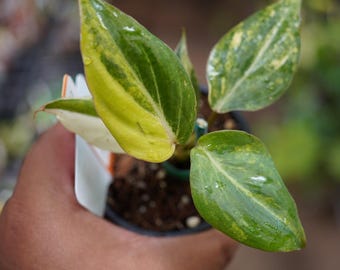 May include: A small potted plant with vibrant green and yellow variegated leaves. The leaves have a glossy texture and are held in a dark pot. The plant is being held by a person.