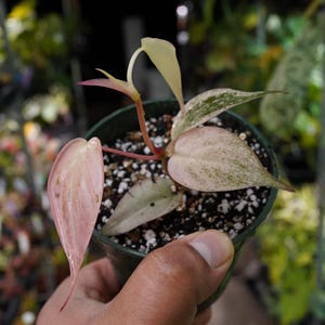 Pink Micans Variegated - Etsy