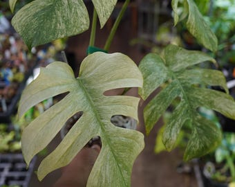 Monstera Pompom Deliciosa Variegated Aurea Large Form 4