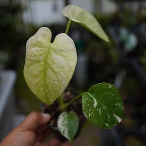 Monstera deliciosa full mint variegated large form 3" pot live plant US Seller