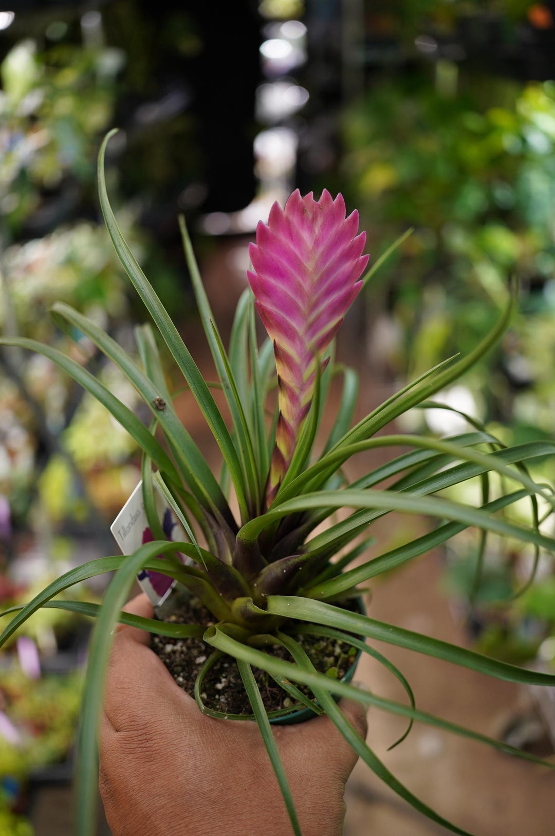 ブロメリア・エアープランツ Billbergia Tickled Pink il_1080xN.7172683869_thu9.jpg