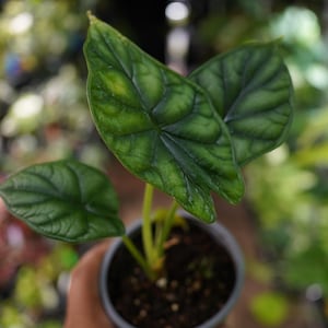 Alocasia baginda dragon scale  4&quot; pot live plant US Seller