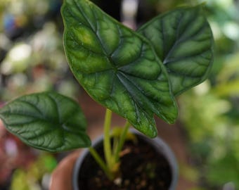 May include: An Alocasia plant with three distinct, heart-shaped leaves featuring a deep green, textured, and embossed surface with prominent veins. The plant is potted in a small, round, grey plastic container filled with dark potting soil.