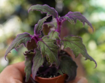 Purple passion vine gynura aurantiaca  2&quot; Starter pot live plant US Seller