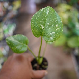 Monstera Miracle - Etsy