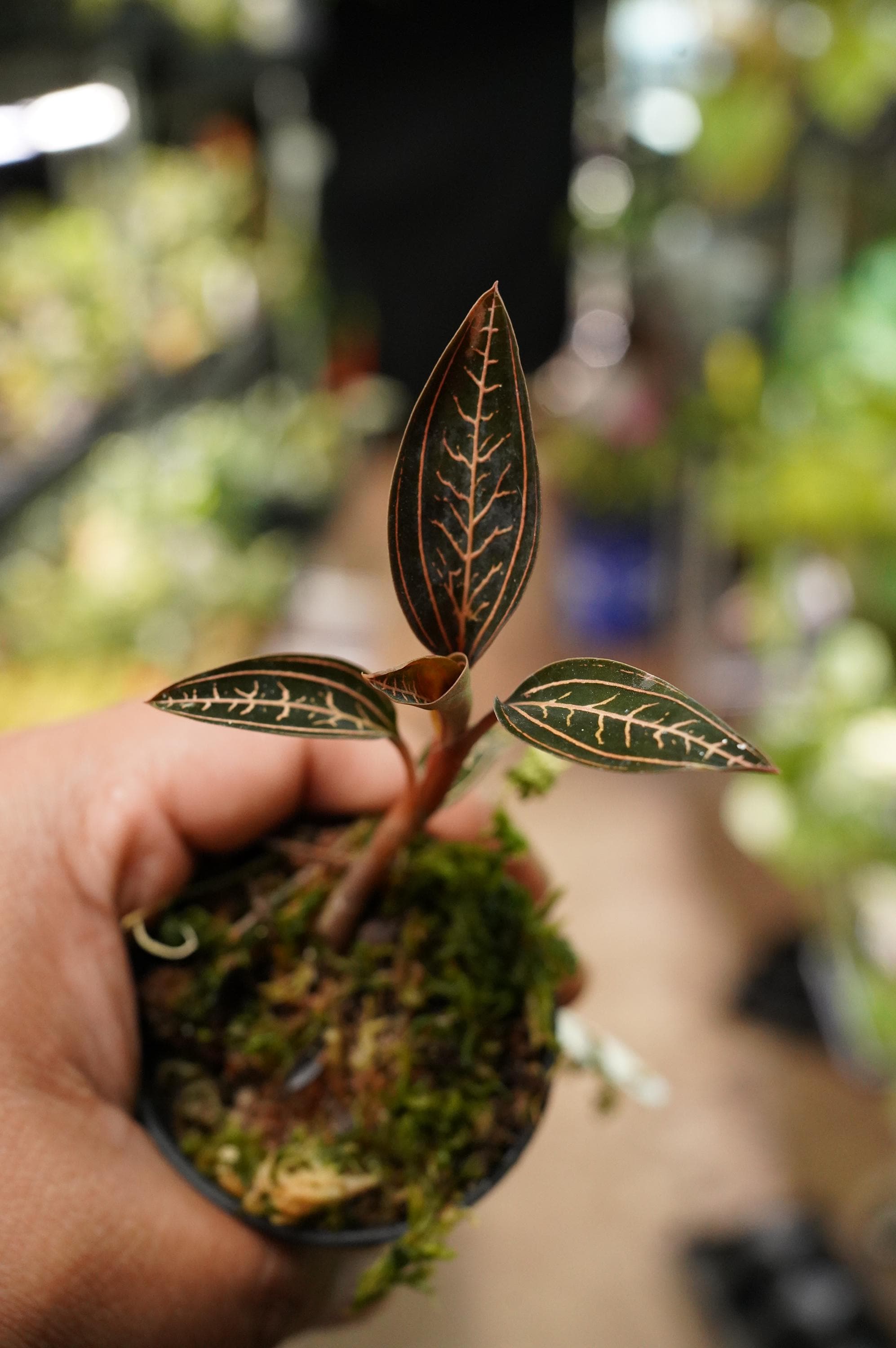 Ludisia Discolor Spiderman Jewel Orchid 2