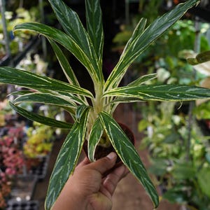Aglaonema Bamboo Commutatum Rice Rare Chinese Evergreen 4" Live Plant Pot  US Seller - Etsy