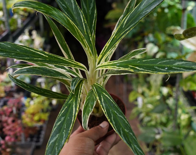 TzakisNaturals Aglaonema Chinese Evergreen