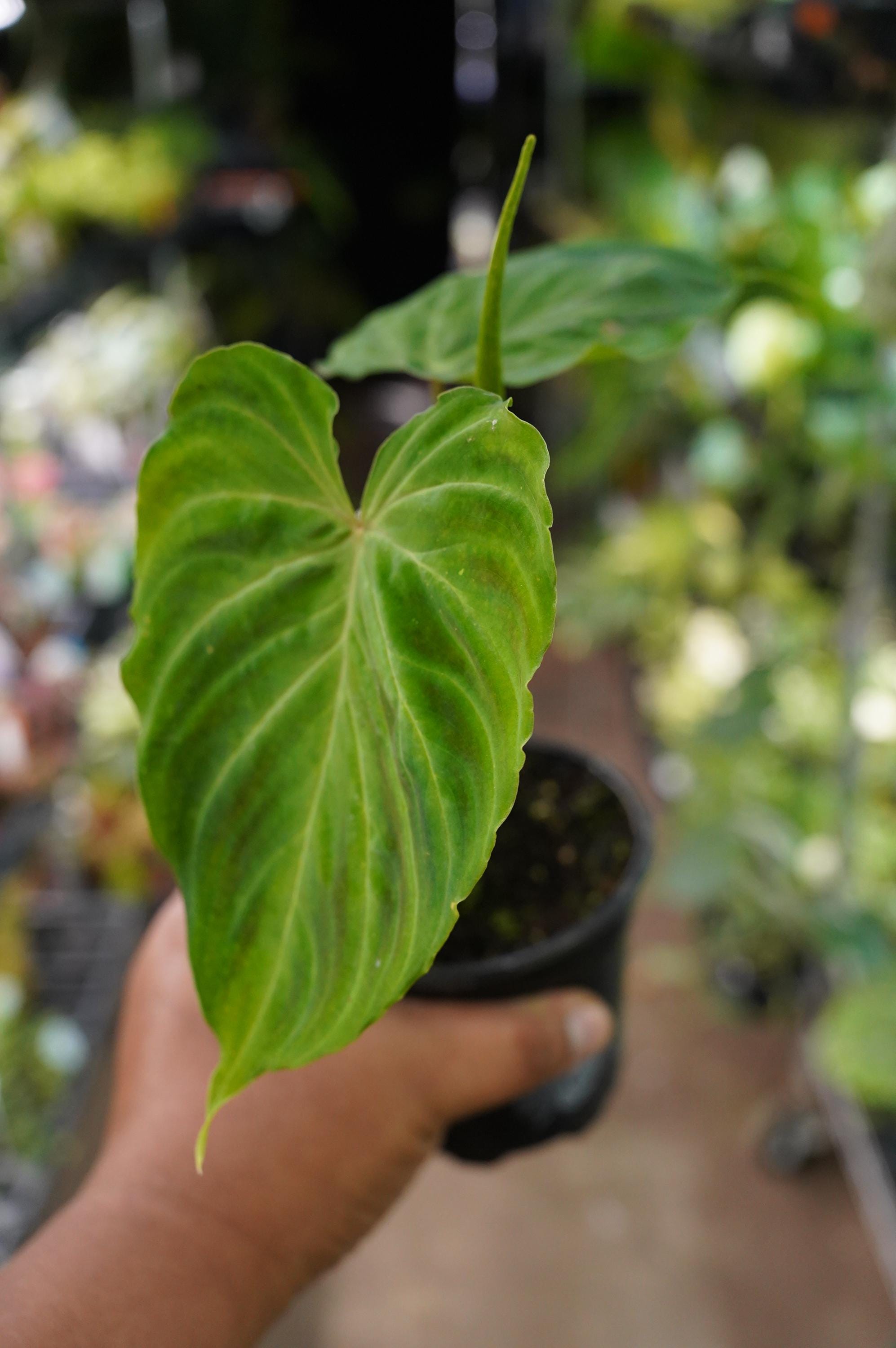 photinia red robin 125 150 Buy Photinia Serr. Red Robin Compatta Clt 45 H 125 - 150 Cm Online