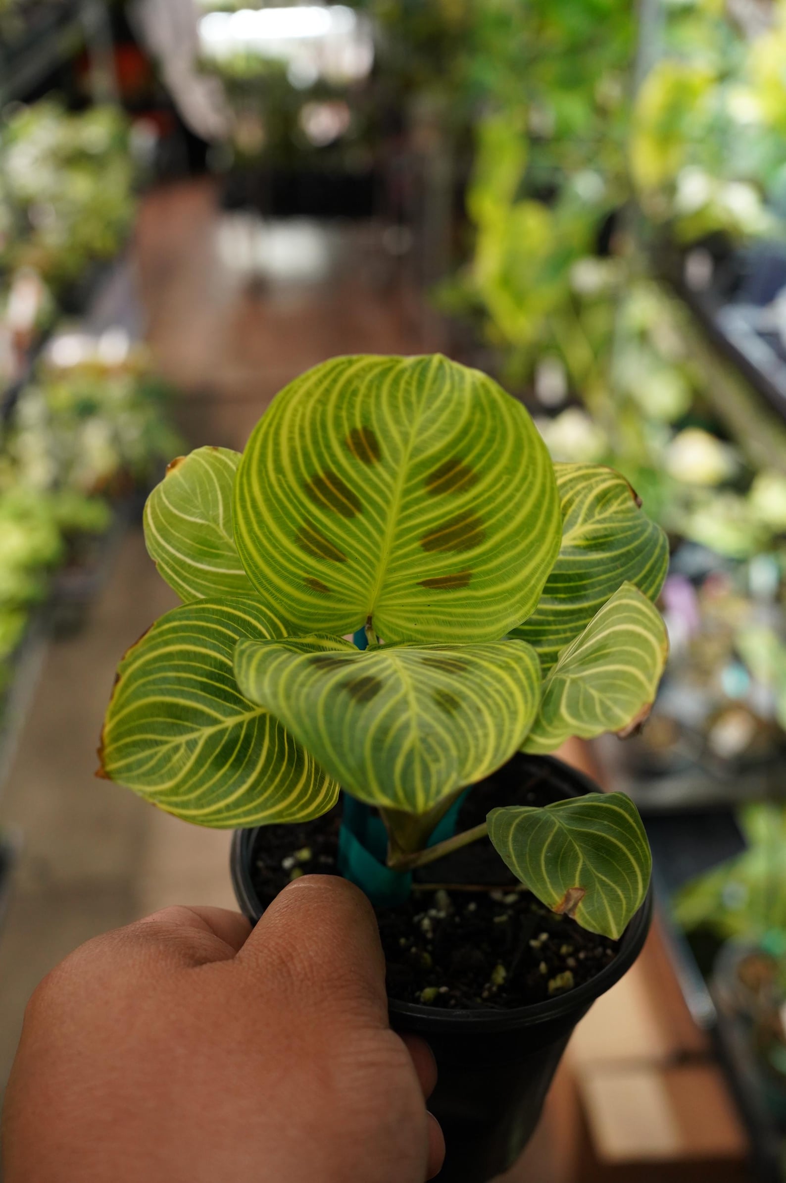 Maranta Light Veins Fantasy Gold Lines Prayer Plant 4