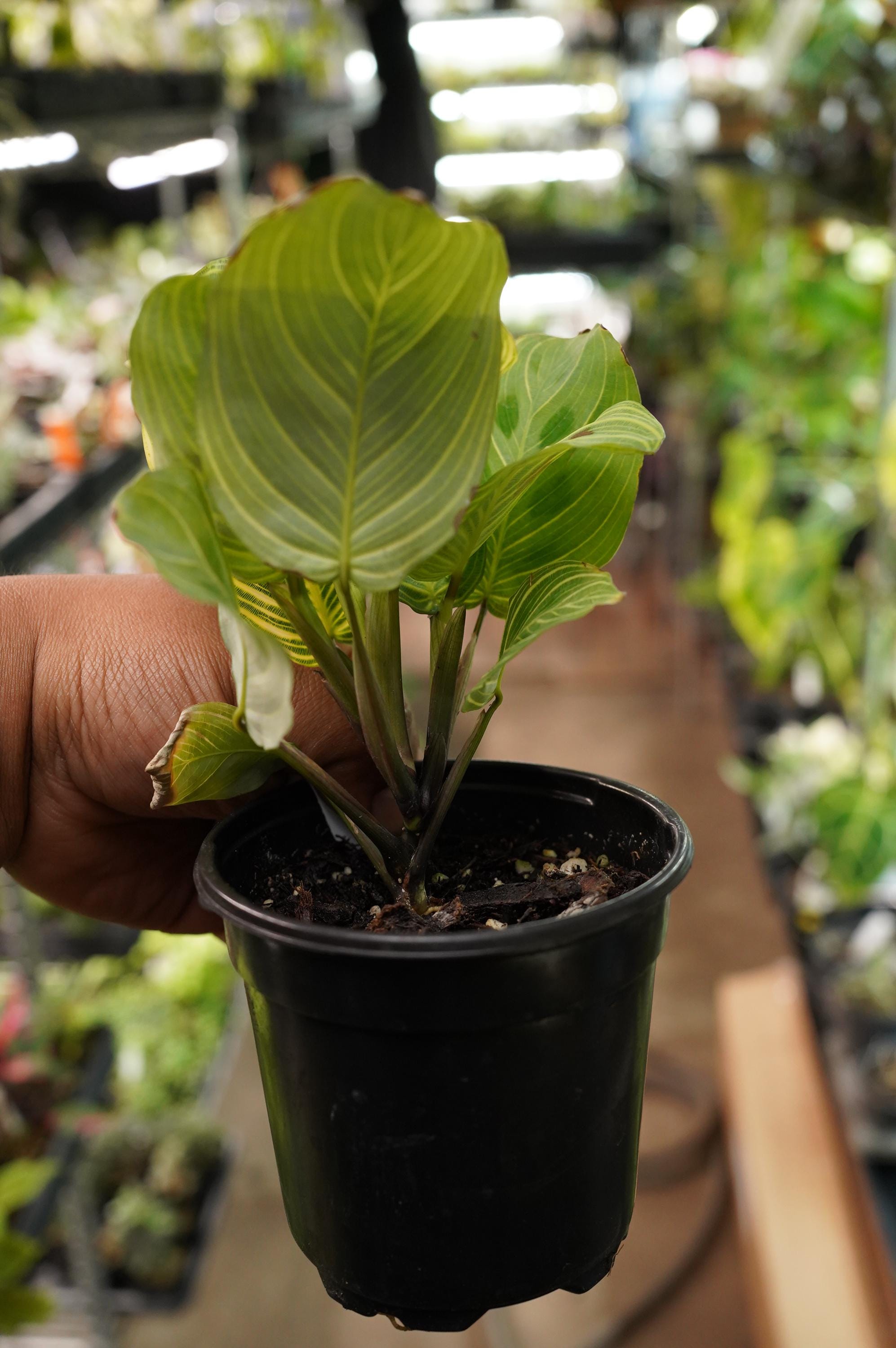 Maranta Light Veins Fantasy Gold Lines Prayer Plant 4