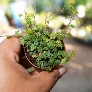 String of frogs  ficus pumila 'quercifolia' miniature oakleaf fig 2" starter plant pot