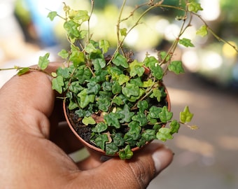 String of frogs  ficus pumila &#39;quercifolia&#39; miniature oakleaf fig 2&quot; starter plant pot