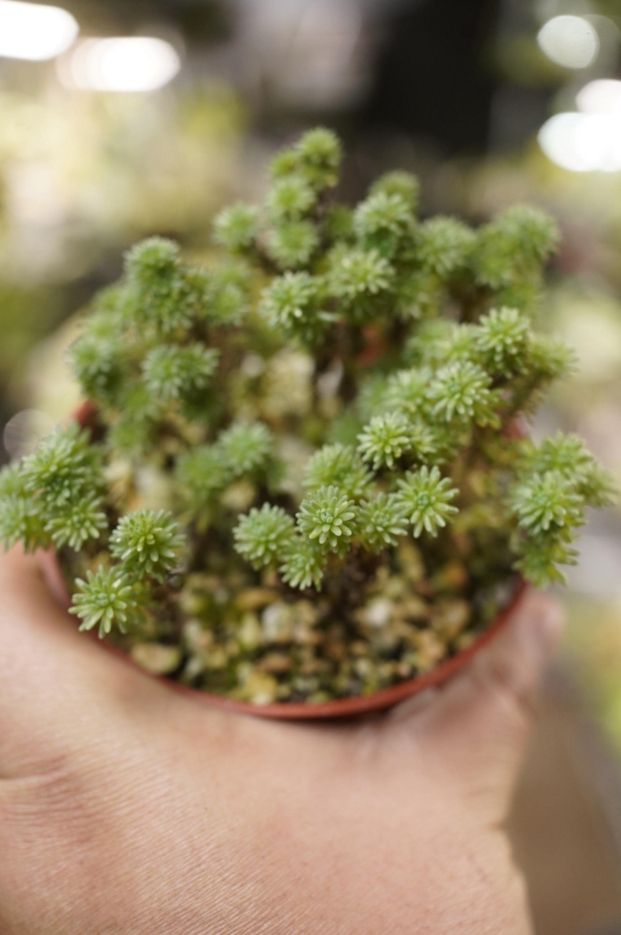 Sedum Multiceps Miniature Joshua Tree 4