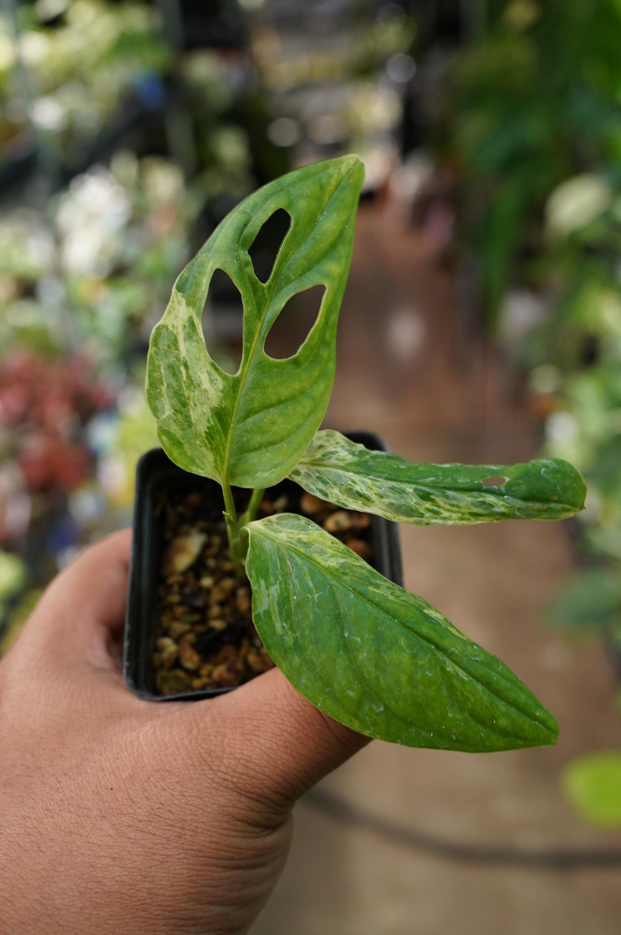philodendron white marble Buy White Princess Philodendron for Sale Online