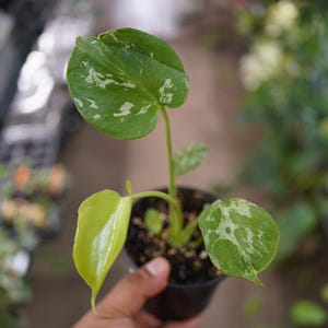 May include: A small potted plant featuring three heart-shaped leaves with variegated patterns of dark green and creamy white, alongside one solid light green leaf, all growing from a dark soil base within a simple black plastic nursery container.