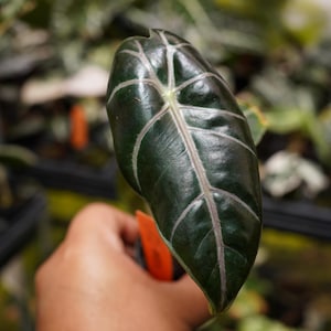 Alocasia longiloba &#39;suhirmaniana&#39; 2&quot; starter live plant pot US seller purple veins