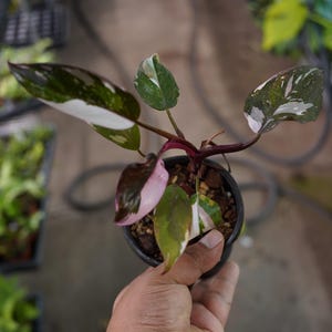 May include: A potted Philodendron Pink Princess plant. The plant features dark green leaves with white and pink variegation. The stems are a deep burgundy color. The plant is in a small black pot, held in a hand.