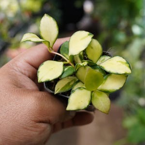 May include: A small potted plant with variegated leaves. The leaves are oval-shaped with creamy yellow edges and green centers. The plant is held in a small black pot, and the background is blurred.