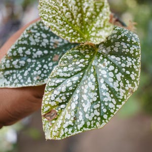 Begonia Snow Capped Pink Variegated pot live terrarium plant angle wing Us Seller