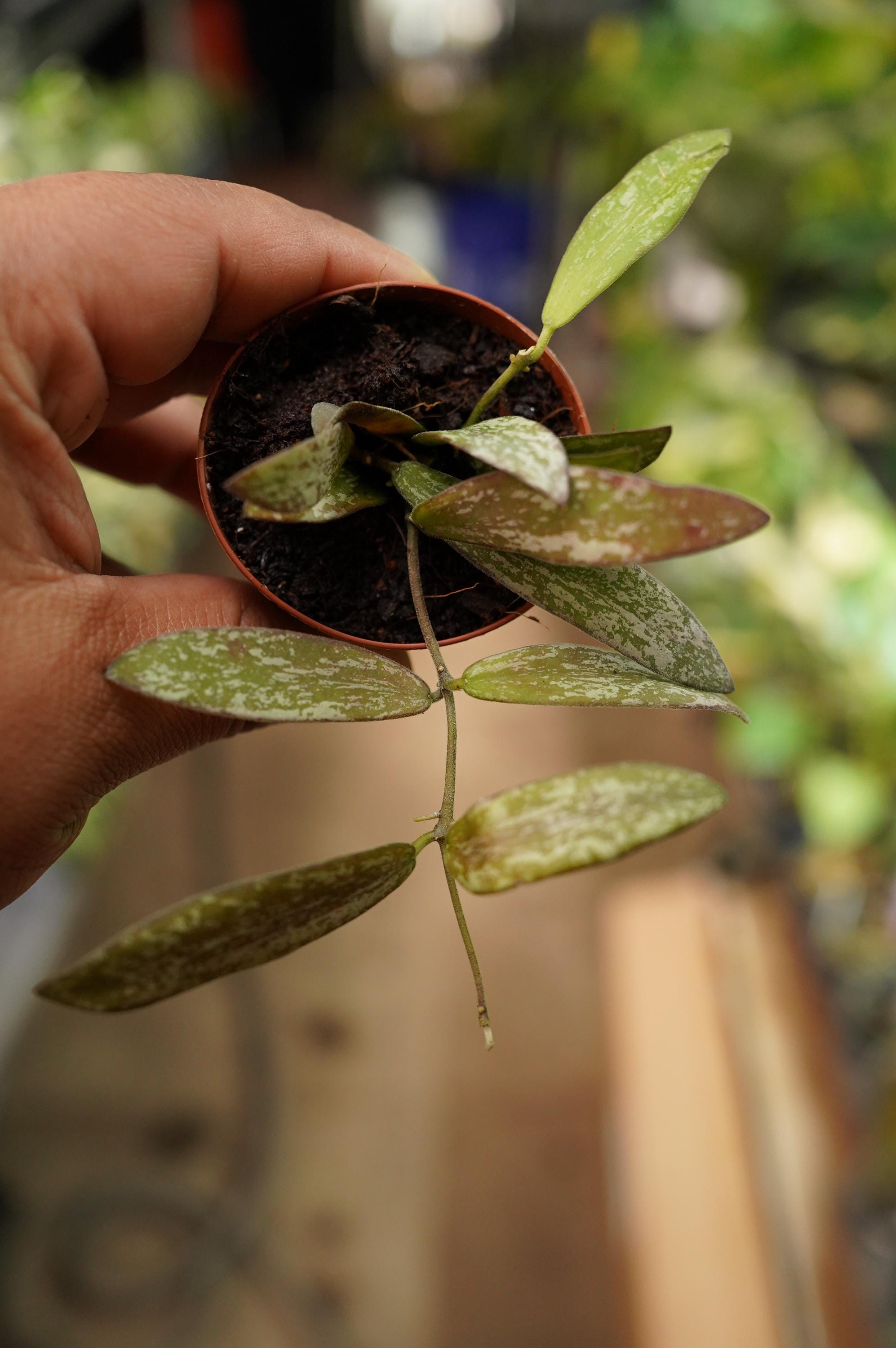Hoya sigillatis  2" live wax flower plant pot splash US Seller