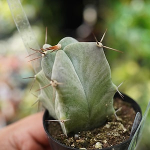 May include: A small, green cactus with sharp spines, potted in a black plastic container. The cactus has a unique shape with multiple lobes and is surrounded by soil. The image is taken in natural light, with a blurred background.