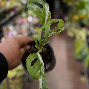 May include: A potted Monstera adansonii plant with vibrant green leaves and unique fenestrations. The leaves have white variegation. The plant is in a black pot, held by a person. The background is blurred, suggesting a plant shop or garden center.